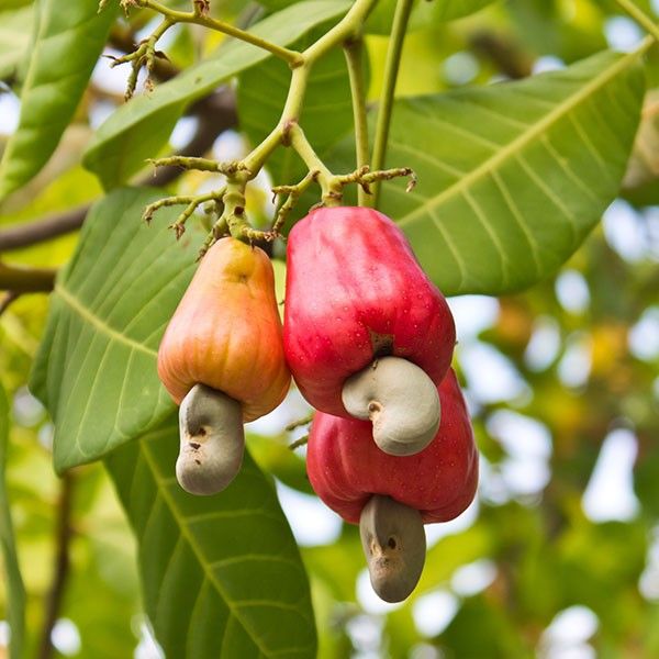 cashew apples