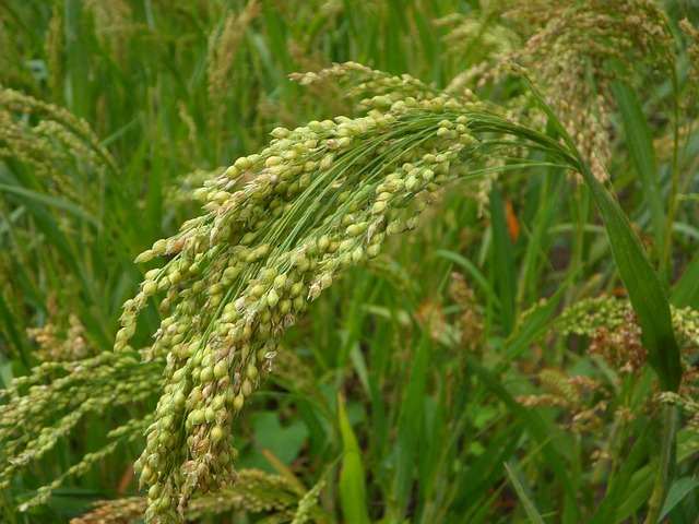 Organic Millets
