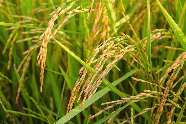 Organic Rice (Basmati and Non-Basmati)