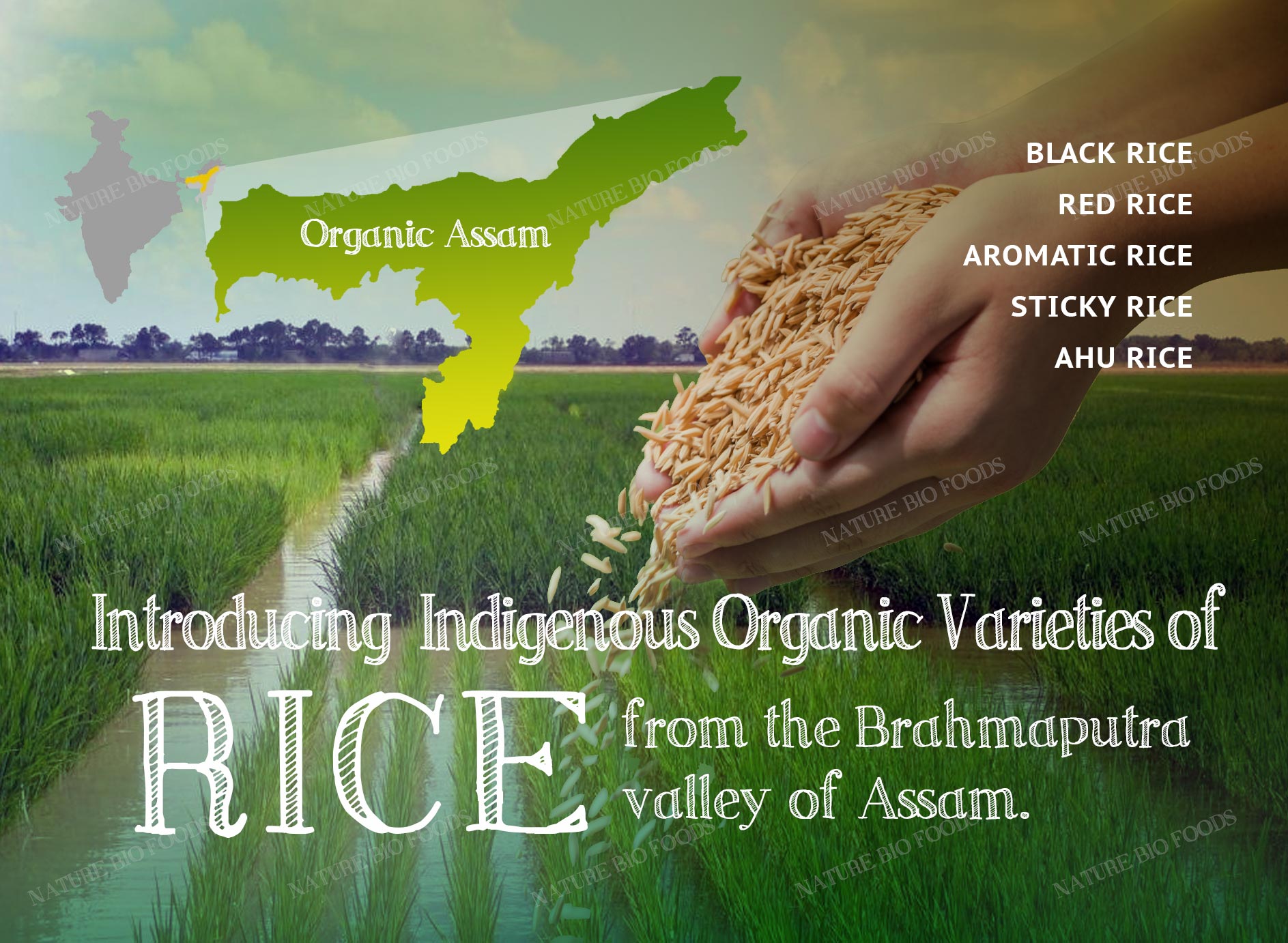 Indigenous Organic Rice Varieties from Eastern Himalayan ...