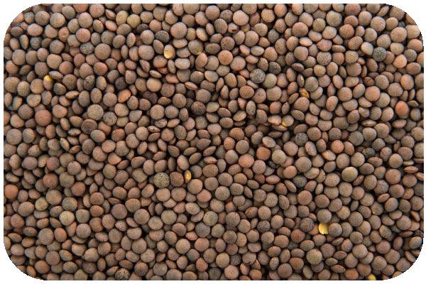 organic-brown-lentil